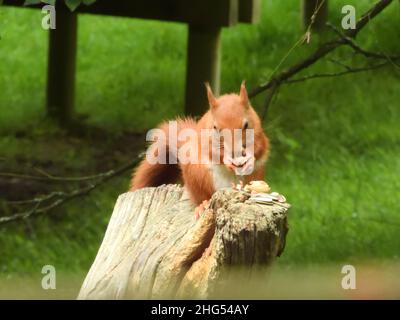 Red Squirrel im British Wildlife Centre Stockfoto