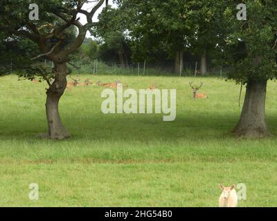 Rotwild am britischen Wildlife Center Stockfoto