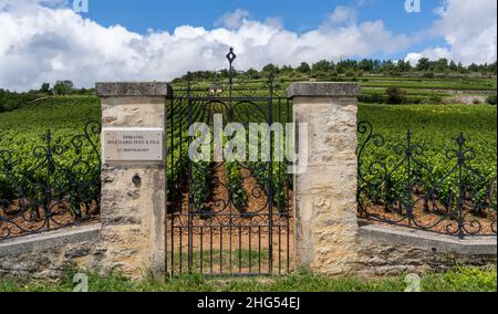 Chassagne-Montrachet, Frankreich - 29. Juni 2020: Weingut Domaine Bouchard Pere & Fils mit Tor in Burgund, Frankreich. Stockfoto