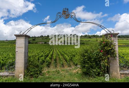 Chassagne-Montrachet, Frankreich - 29. Juni 2020: Weinberg mit Tor, Mauer und Rosen in Burgund, Frankreich. Stockfoto