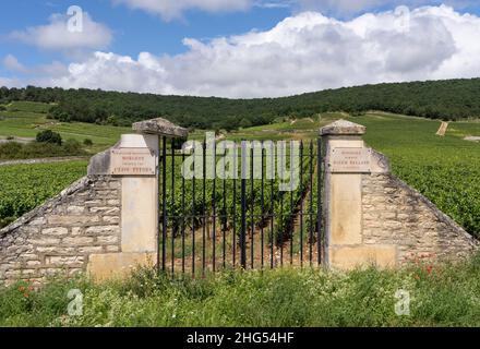 Chassagne-Montrachet, Frankreich - 29. Juni 2020: Weinberg mit Tor von Clos Pitois, Morgeot in Burgund, Frankreich. Stockfoto