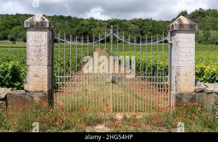 Chassagne-Montrachet, Frankreich - 29. Juni 2020: Weinberg mit Tor zur Domaine Saint Jean Regis Parigot in Burgund, Frankreich. Stockfoto