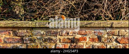 Robin thront an einer Wand in Gloucestershire, Großbritannien Stockfoto