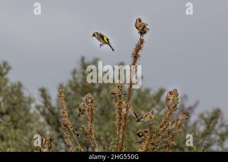 Chardonneret élégant, Goldfinch, Groupe d'oiseaux en vol, Foto Natur en baie de somme, la Maye, saint Firmin les crotoy, Stockfoto