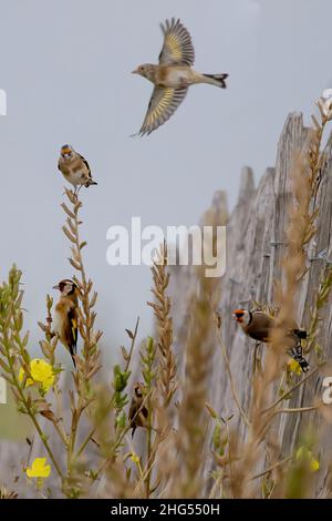 Chardonneret élégant, Goldfinch, Groupe d'oiseaux en vol, Foto Natur en baie de somme, la Maye, saint Firmin les crotoy, Stockfoto