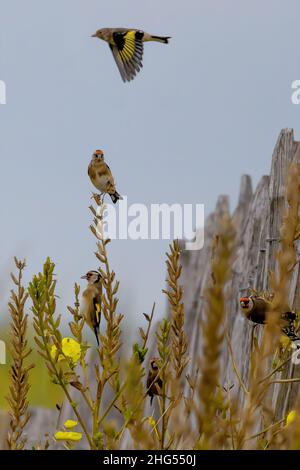 Chardonneret élégant, Goldfinch, Groupe d'oiseaux en vol, Foto Natur en baie de somme, la Maye, saint Firmin les crotoy, Stockfoto