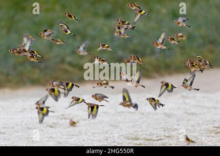 Chardonneret élégant, Goldfinch, Groupe d'oiseaux en vol, Foto Natur en baie de somme, la Maye, saint Firmin les crotoy, Stockfoto