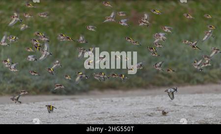 Chardonneret élégant, Goldfinch, Groupe d'oiseaux en vol, Foto Natur en baie de somme, la Maye, saint Firmin les crotoy, Stockfoto