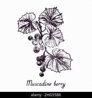 Muscadine Beere Zweig mit Beeren und Blättern, skizzieren einfache Doodle Zeichnung mit Inschrift, Tiefdruck-Stil Stockfoto