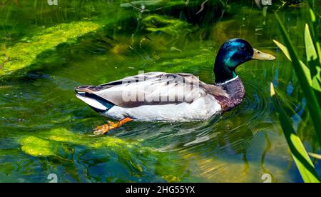 Paddeln Ente im Teich. Stockfoto