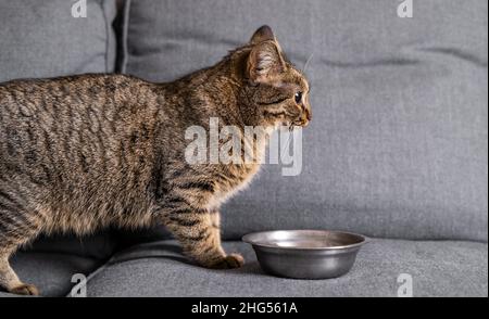 Graue niedliche Katze beim Essen auf dem Sofa zu Hause. Abgestreifte Katze sitzt vor der Eisenplatte mit Krockets darauf Stockfoto