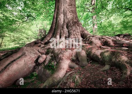 Starke Wurzeln einer großen alten Buche in einem Laubwald Stockfoto