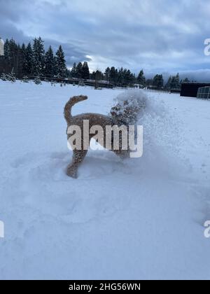 Australian Labradoodle ist eine Mischung aus Labrador Retriever, Pudel und Cocker Spaniel. Stockfoto