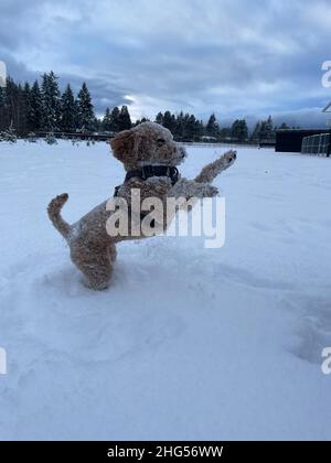 Australian Labradoodle ist eine Mischung aus Labrador Retriever, Pudel und Cocker Spaniel. Stockfoto