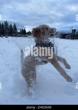 Australian Labradoodle ist eine Mischung aus Labrador Retriever, Pudel und Cocker Spaniel. Stockfoto