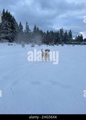 Australian Labradoodle ist eine Mischung aus Labrador Retriever, Pudel und Cocker Spaniel. Stockfoto