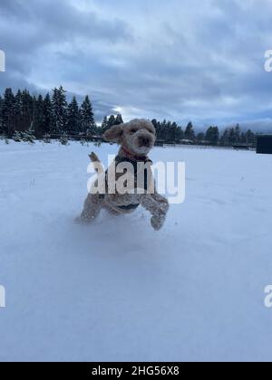 Australian Labradoodle ist eine Mischung aus Labrador Retriever, Pudel und Cocker Spaniel. Stockfoto