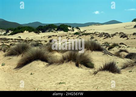 Piscinas Dünen an der Costa Verde (Grüne Küste) bilden eine unglaubliche Sanddünenlandschaft und wurden als sardische Wüste bezeichnet. Stockfoto