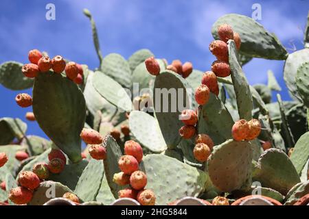 Kaktusbirne. Kaktus. Fruchtende Kaktusbirne. Opuntia ficus-indica. Orangenfrucht auf dicker, starker, undurchdringlicher Hecke aus Kaktusbirne. Vollformat.Spanien Stockfoto