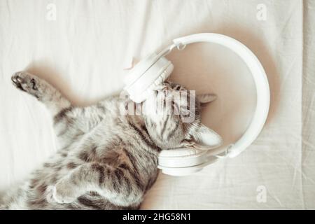 Entzückende tabby Kätzchen liegt mit weißen kabellosen Kopfhörern auf dem Bett. Die Katze schläft auf dem Sofa im Wohnzimmer. Süßer Traum, wach auf im morni Stockfoto