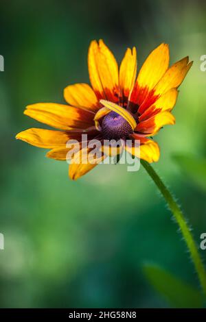 Die Rudbeckia, Gloriosa Gänseblümchen blühen in einem schönen Licht auf grünem Hintergrund im Garten. Stockfoto