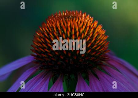 Echinacea purpurea, violette Kegelblume in Nahaufnahme. Stockfoto