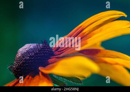 Die Rudbeckia, Gloriosa Gänseblümchen im Detail. Stockfoto