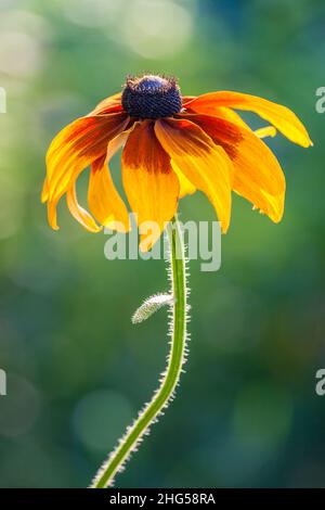 Die Rudbeckia, Gloriosa Gänseblümchen blühen in einem schönen Licht auf grünem Hintergrund im Garten. Stockfoto