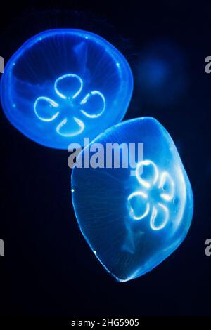 Zwei Mondquallen - Aurelia aurita, fluoreszierend in dunklem Wasser Stockfoto