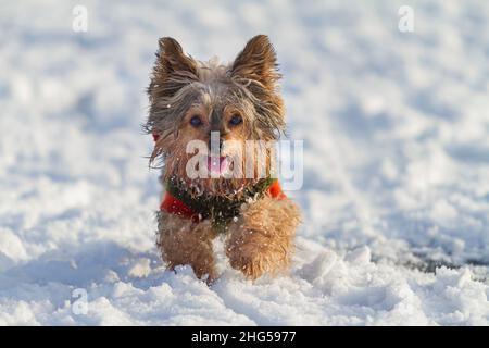 Schöner, fröhlicher, kleiner behaarter Yorkshire Terrier Hund, der im Schnee läuft und einen Pullover und eine Zunge trägt Stockfoto