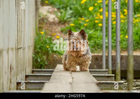 Ein kleiner behaarter Yorkshire Terrier geht über eine Bank über das Wasser. Stockfoto