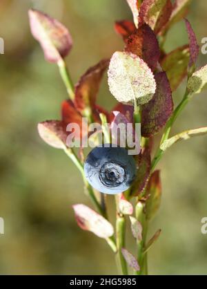 Nahaufnahme einer Beere der europäischen Heidelbeere Vaccinium myrtillus Stockfoto