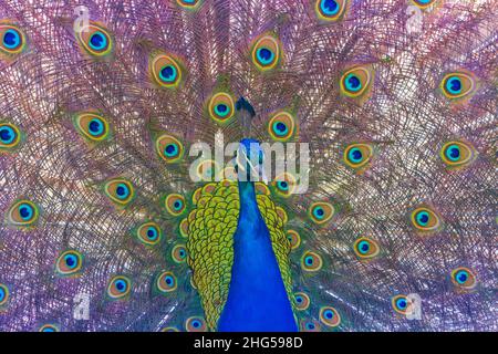 Porträt eines Pfaus mit ausgestrecktem Schwanz. Der bunte Vogel hat schöne farbige Augen am Schwanz. Stockfoto