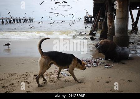 Hund versucht, Futter vom Seelöwen am Strand in der Nähe des Fischmarktes in Valparaiso, Chile, zu nehmen. Am Strand von Caleta Portales essen Hund und Seelöwe Fischnebenerzeugnisse Stockfoto