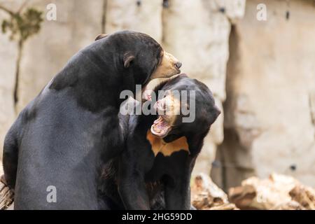Zwei Bären Helarctos malayanus - Malaysischer Bär kämpft und hat einen offenen Mund. Stockfoto