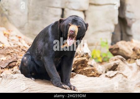 Helarctos malayanus Bär - der malaysische Bär hat einen offenen Mund und Zähne und Zunge sind sichtbar. Stockfoto