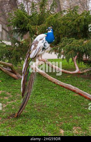 Gekrönter Pfau - Pavo cristatus auf einem niedrigen Baum sitzend. Stockfoto