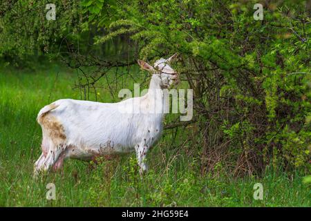 Weiße Ziegen beißen auf einer Wiese Bäume und grasen auf Gras. Stockfoto