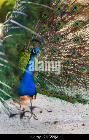 Schöne bunte Pfau Vogel. Der Pfau hat einen ausgestreckten Schwanz. Es gibt farbige Augen auf dem Schwanz. Stockfoto