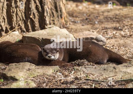 Flussotter - Lutra lutra liegt auf Steinen vor einem Baum. Kleine Wasserpelztiere. Stockfoto