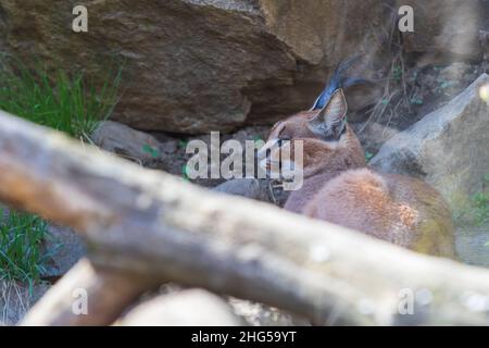 Das große Raubtier Karakal - Caracal - liegt unter den Bäumen Stockfoto