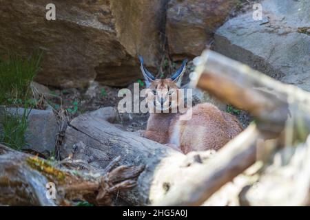 Das große Raubtier Karakal - Caracal - liegt unter den Bäumen Stockfoto