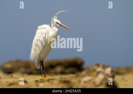 Great Egret - Ardea alba am Rande des Meeres. Im Hintergrund blaues Meer mit schönem Bokeh. Wildes foto. Stockfoto