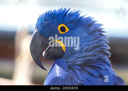 Hyazinthara - Anodorhynchus hyazinthus - schöner großer blauer Papagei mit einem großen gebogenen Schnabel. Stockfoto