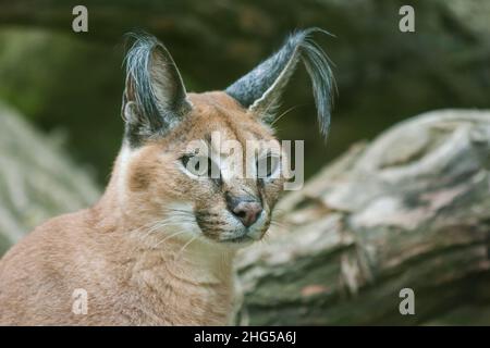 Porträt des Karakals - Karakal mit Baumhintergrund. Stockfoto