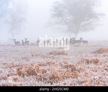 Neuwald Damhirsch Herde im Nebel Stockfoto