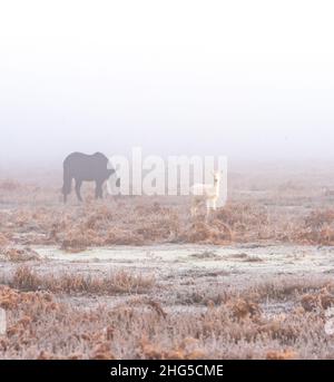 Weißer Damhirsch und Pony im Nebel, New Forest Stockfoto