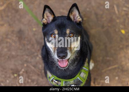 Hochwinkelporträt eines reifen schwarzen und braunen Shiba Inu Hundes, der in grüner Leine und Geschirr im Park sitzt, mit Kopierraum zu beiden Seiten. Stockfoto