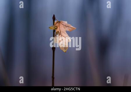 Verwelkte Blätter vom Hintergrund isoliert mit Nebel im Wald Stockfoto