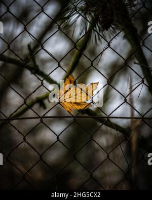 Blatt verfangen in Zaun Stockfoto